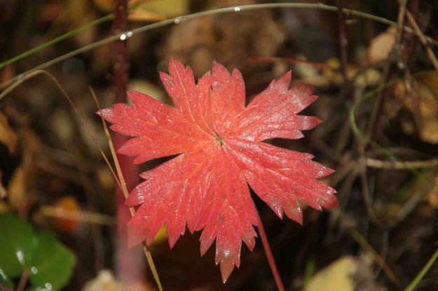 Red Leaf. Photo by Dave Bell.