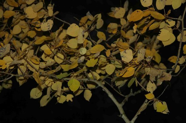 Aspen Branch. Photo by Dave Bell.