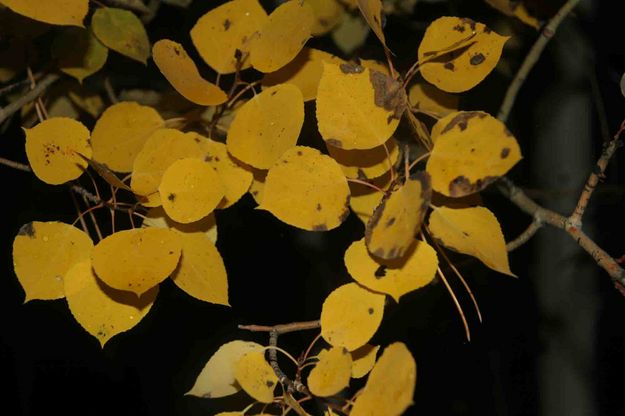 Aspen Leaves. Photo by Dave Bell.