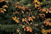 Rosehips and Spruce. Photo by Dave Bell.