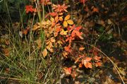 Fall Underbrush. Photo by Dave Bell.