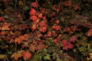 Red Undergrowth. Photo by Dave Bell.