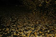 Fallen Aspen Leaves. Photo by Dave Bell.