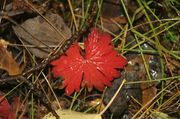 One Red Leaf. Photo by Dave Bell.