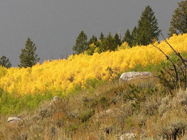 Brilliant Aspen-Fremont Lake. Photo by Dave Bell.