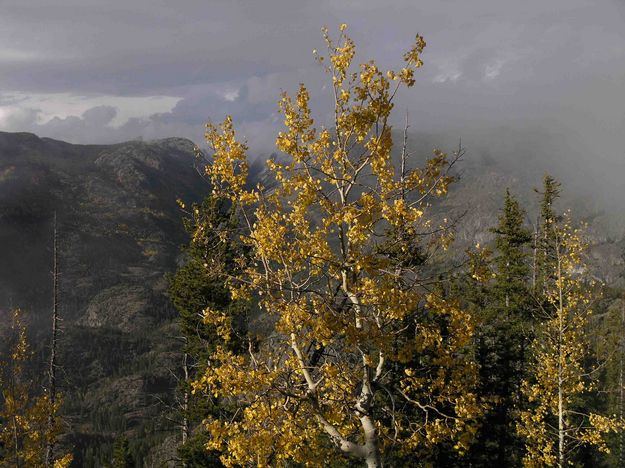 Aspen At Overlook. Photo by Dave Bell.