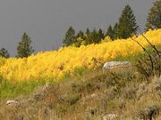 Brilliant Aspen-Fremont Lake. Photo by Dave Bell.