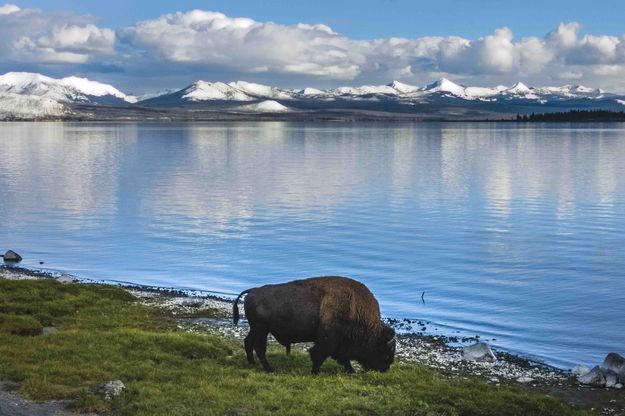 Bison Grazing Hard. Photo by Dave Bell.