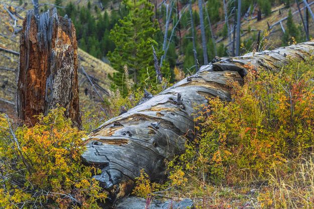 Yellowstone Fall Cover. Photo by Dave Bell.