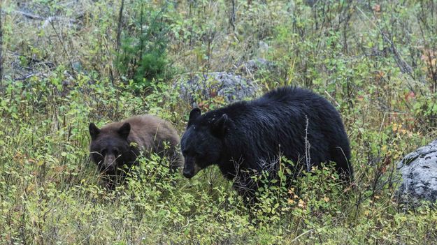 Black And Brown. Photo by Dave Bell.