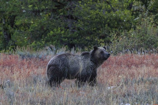 Momma. Photo by Dave Bell.