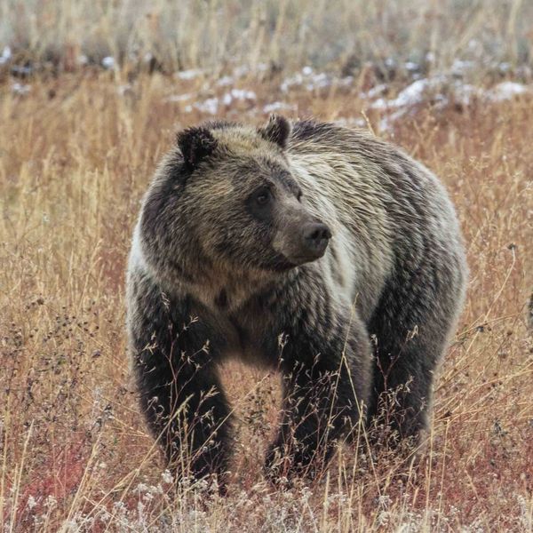 Big And Beautiful. Photo by Dave Bell.