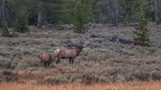 Calling All Bulls. Photo by Dave Bell.