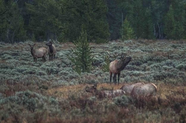 Evening Festivities. Photo by Dave Bell.