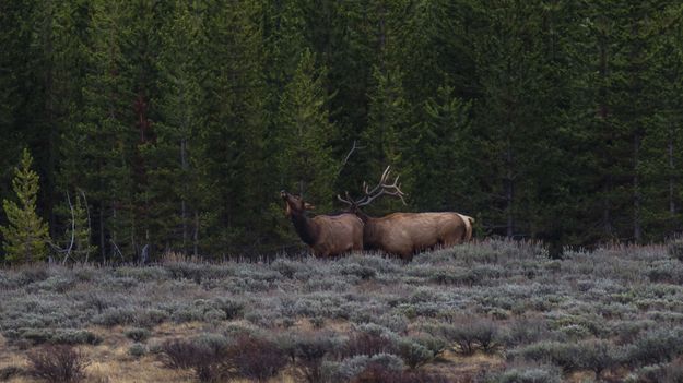 Goosing His Gal. Photo by Dave Bell.