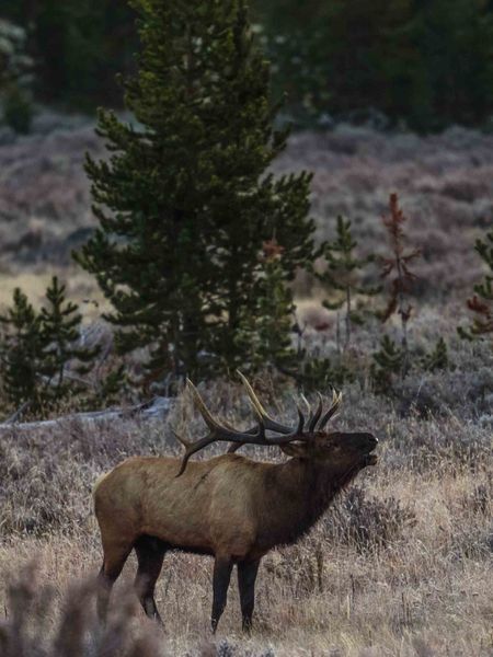 Morning Bugler. Photo by Dave Bell.