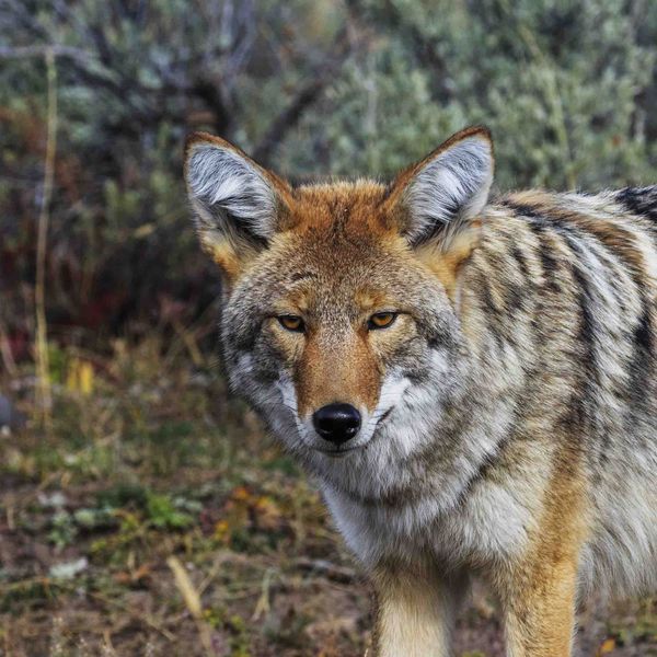 Coyote Visitor. Photo by Dave Bell.