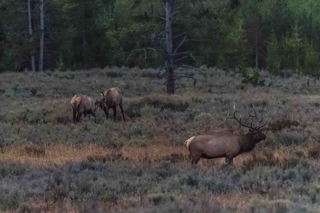 The Youngsters And The Old Man. Photo by Dave Bell.