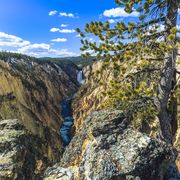 Grand Canyon Of The Yellowstone And The Lower Falls. Photo by Dave Bell.