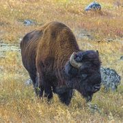 American Bison. Photo by Dave Bell.