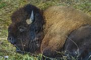 Bison Snoozer. Photo by Dave Bell.