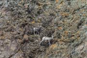 Cliff Dwellers. Photo by Dave Bell.