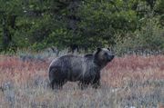 Momma. Photo by Dave Bell.