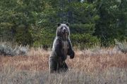 Momma Grizzly On Her Haunches. Photo by Dave Bell.