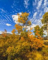 Fall Colors. Photo by Dave Bell.