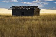 Old Building Near Cottonwoods. Photo by Dave Bell.