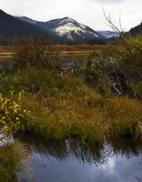 South Cottonwood Beaver Pond. Photo by Dave Bell.