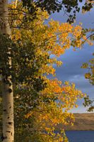 Fall At The Lake. Photo by Dave Bell.