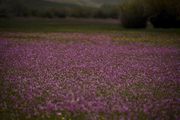 More Purple!. Photo by Dave Bell.