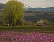 Purple Flowers. Photo by Dave Bell.