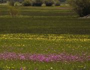 Yellow And Purple. Photo by Dave Bell.