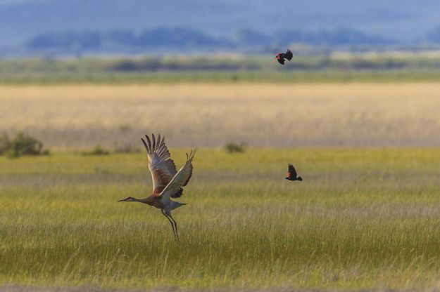 Chasing Away. Photo by Dave Bell.