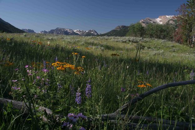 Flowers and Peaks. Photo by Dave Bell.