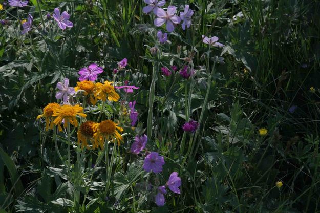 Wildflowers. Photo by Dave Bell.