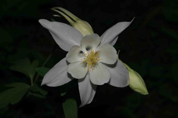 Perfect Columbine. Photo by Dave Bell.