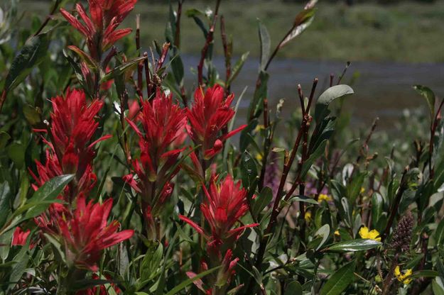 Paintbrush By Roaring Fork Creek. Photo by Dave Bell.