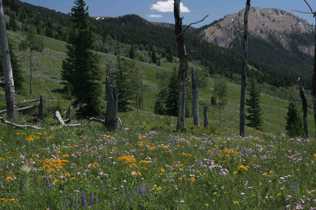 Flowers on Hillside. Photo by Dave Bell.