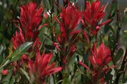 Vivid Red Indian Paintbrush. Photo by Dave Bell.