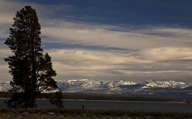 Lone Tree Along Yellowstone Lake. Photo by Dave Bell.