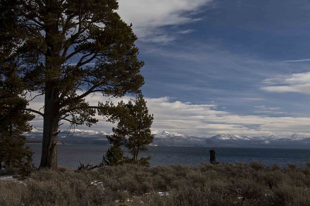 Big Ole Tree. Photo by Dave Bell.