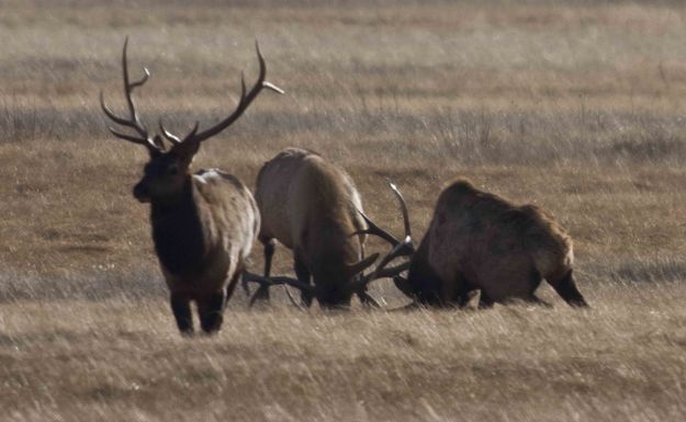 Two Bulls Wrestling. Photo by Dave Bell.