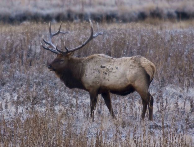 Nice Bull. Photo by Dave Bell.