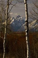 Neatly Framed Grand Teton. Photo by Dave Bell.