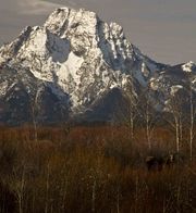 Mt. Moran Moose. Photo by Dave Bell.