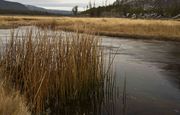 Madison River. Photo by Dave Bell.