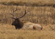 Resting After The Rut. Photo by Dave Bell.